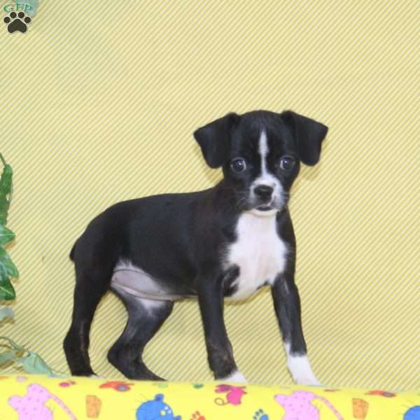 Robin, Boston Terrier Mix Puppy